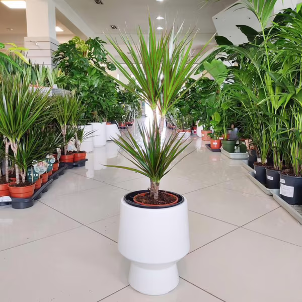 Dracena obrzeżona (Dracaena marginata) 70-80cm