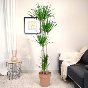 Dracena obrzeżona (Dracaena marginata) 200cm