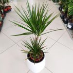 Dracena obrzeżona (Dracaena marginata) 80cm