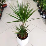 Dracena obrzeżona (Dracaena marginata) 80cm