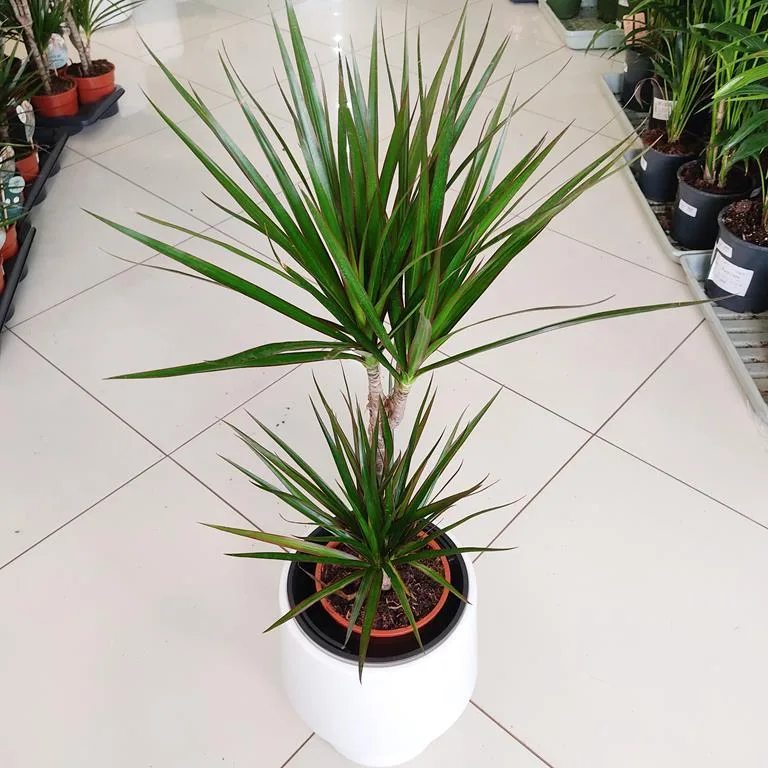 Dracena obrzeżona (Dracaena marginata) 80cm