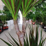 Dracena obrzeżona (Dracaena marginata) 80cm