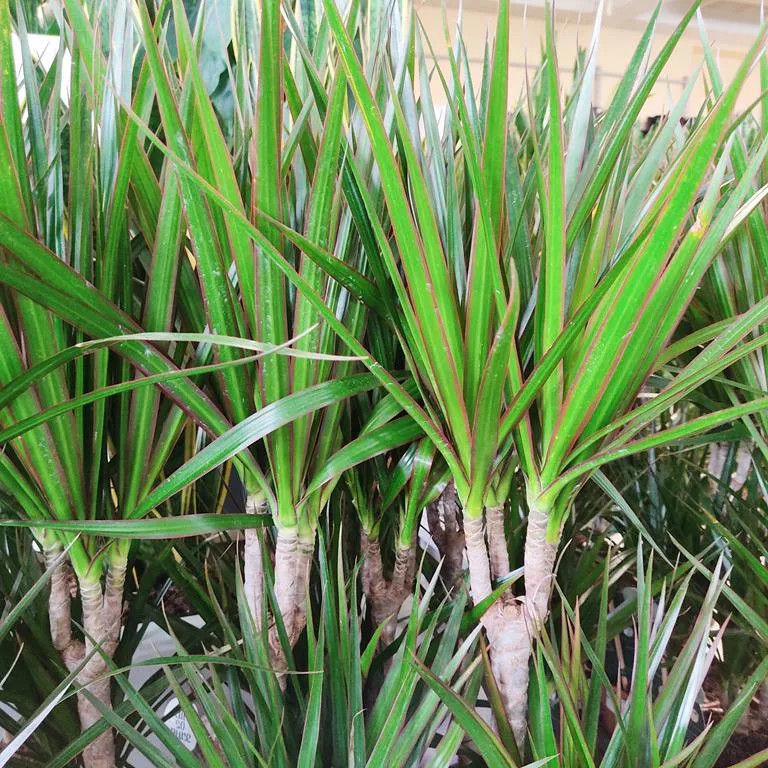 Dracena obrzeżona (Dracaena marginata) 80cm