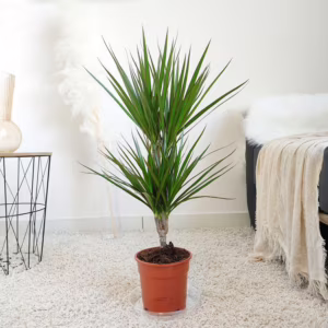 Dracena obrzeżona (Dracaena marginata) 80cm