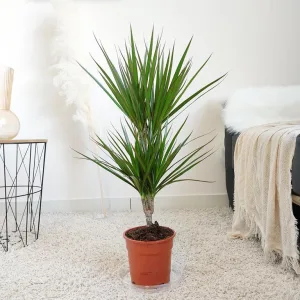 Dracena obrzeżona (Dracaena marginata) 80cm