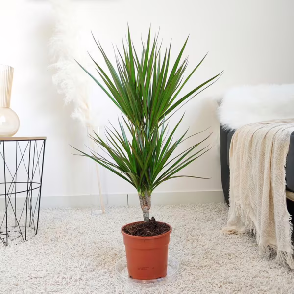 Dracena obrzeżona (Dracaena marginata) 80cm