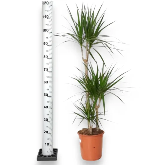 Dracena marginata