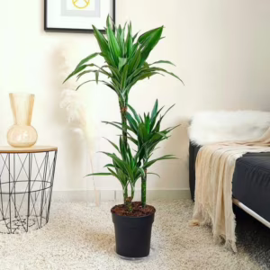 Dracena wonna (Dracaena fragrans 'Warnecki') 110cm