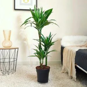 Dracena wonna (Dracaena fragrans 'Warnecki') 110cm