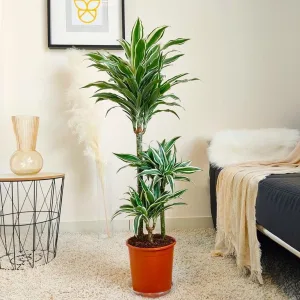 Dracena wonna (Dracaena fragrans 'White Jewel') 110cm