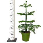 Araukaria wyniosła (Araucaria heterophylla) 60cm