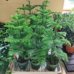 Araukaria wyniosła (Araucaria heterophylla) 60cm