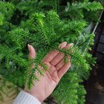 Araukaria wyniosła (Araucaria heterophylla) 60cm