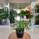 Araukaria wyniosła (Araucaria heterophylla) 60cm