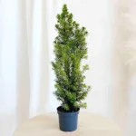 Świerk Picea glauca 'Perfecta' 40cm