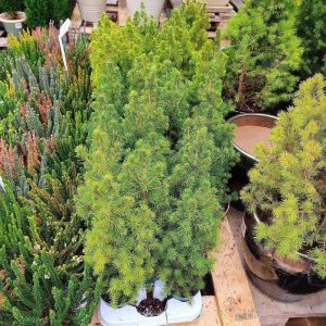 Świerk Picea glauca 'Perfecta' 40cm