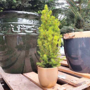 Świerk Picea glauca 'Perfecta' 40cm