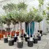 Oliwka europejska (Olea europaea) 85cm