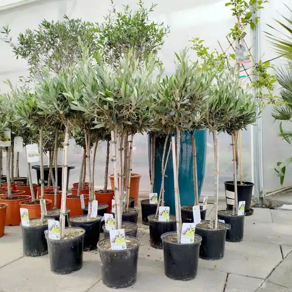 Oliwka europejska (Olea europaea) 85cm