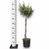 Oliwka europejska (Olea europaea) 85cm
