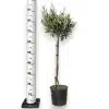 Oliwka europejska (Olea europaea) 85cm