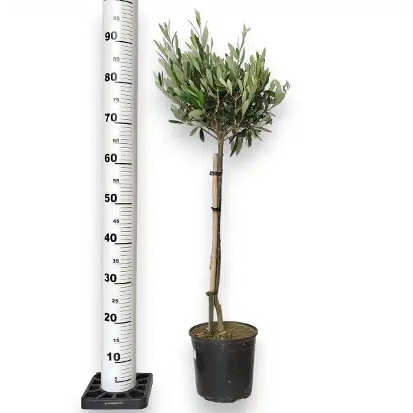 Oliwka europejska (Olea europaea) 85cm