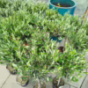 Oliwka europejska (Olea europaea) 85cm