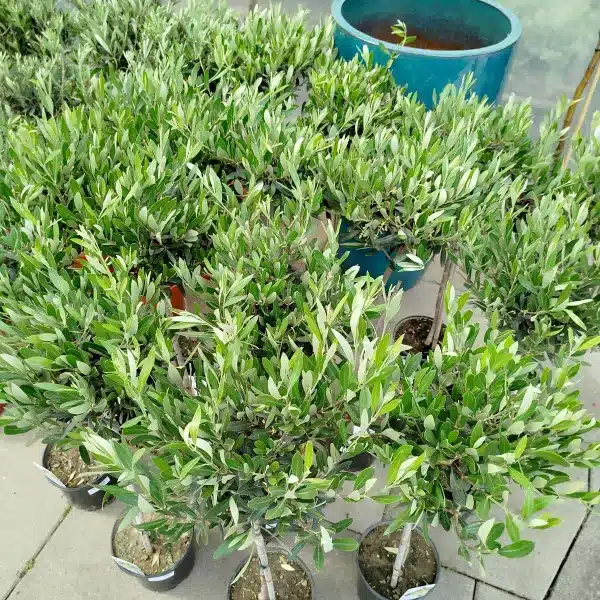 Oliwka europejska (Olea europaea) 85cm