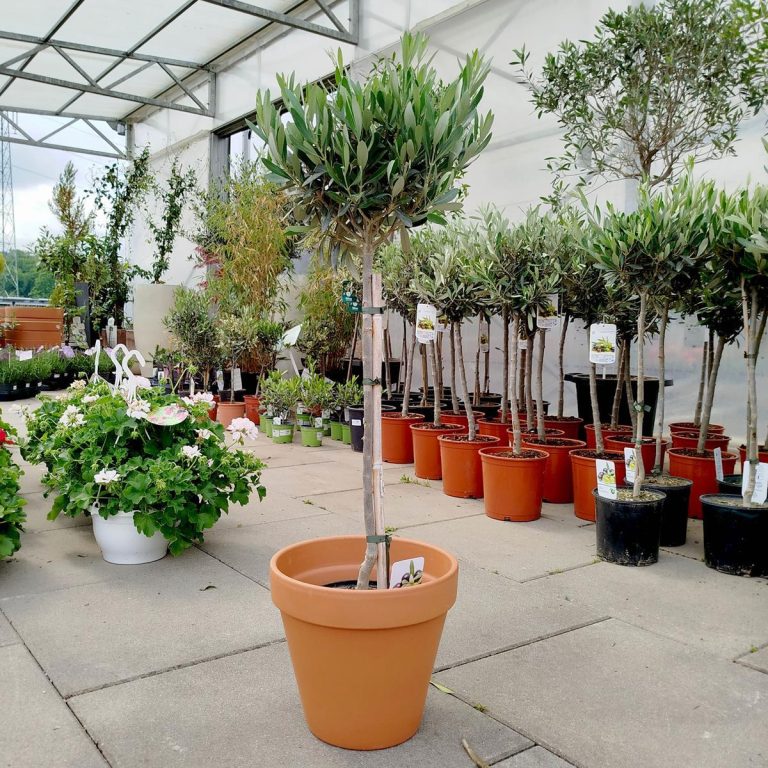 Oliwka europejska (Olea europaea) 85cm