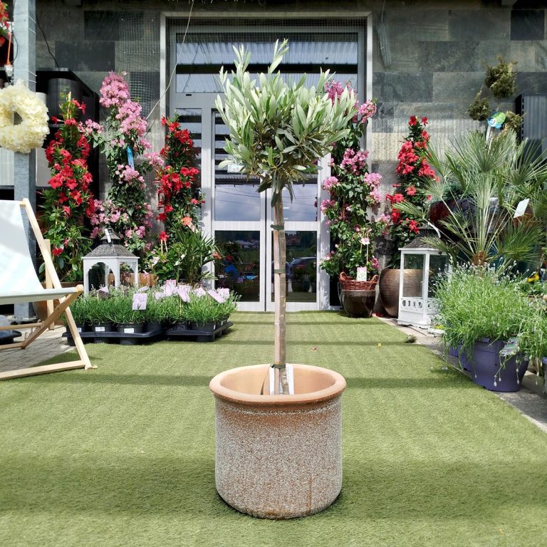 Oliwka europejska (Olea europaea) 85cm