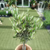 Oliwka europejska (Olea europaea) 85cm