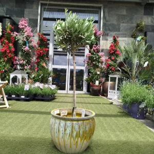 Oliwka europejska (Olea europaea) 85cm