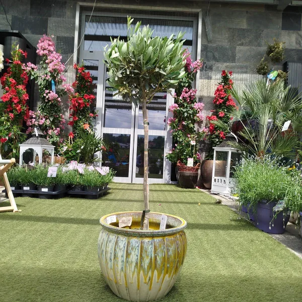 Oliwka europejska (Olea europaea) 85cm