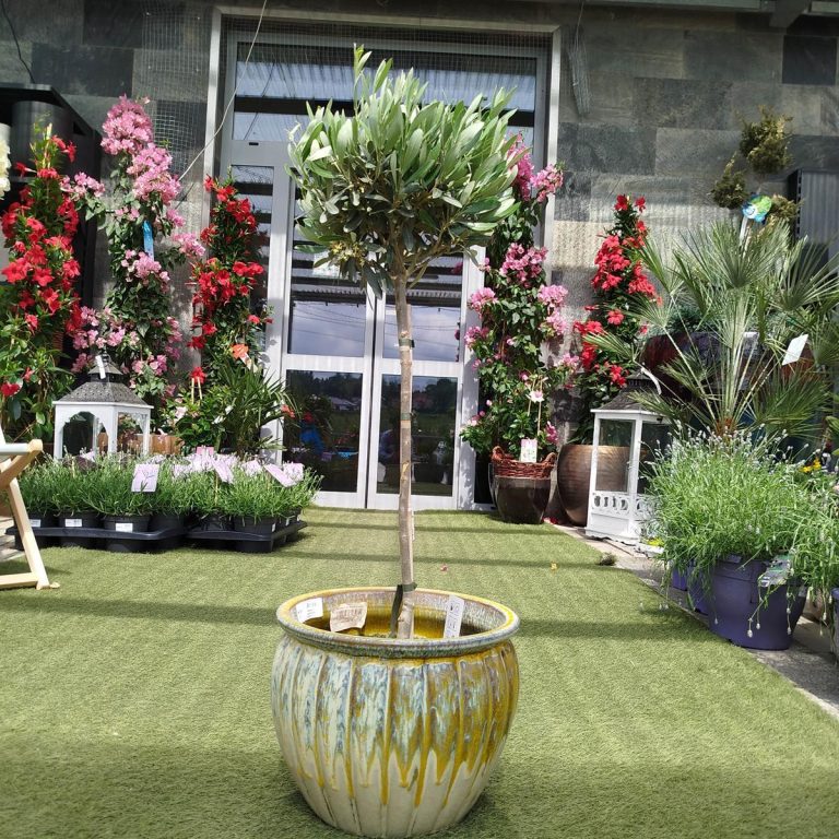 Oliwka europejska (Olea europaea) 85cm