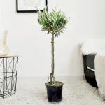 Oliwka europejska (Olea europaea) 85cm