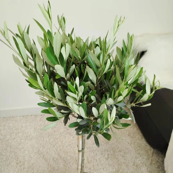 Oliwka europejska (Olea europaea) 85cm