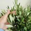 Oliwka europejska (Olea europaea) 85cm