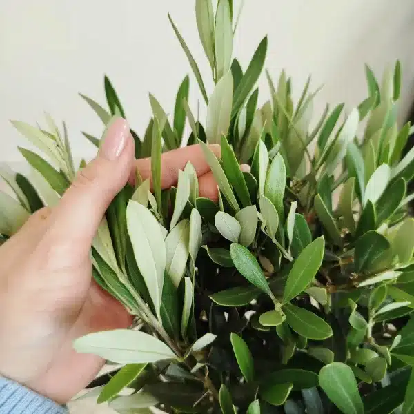 Oliwka europejska (Olea europaea) 85cm