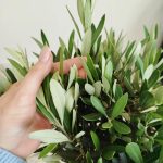 Oliwka europejska (Olea europaea) 85cm