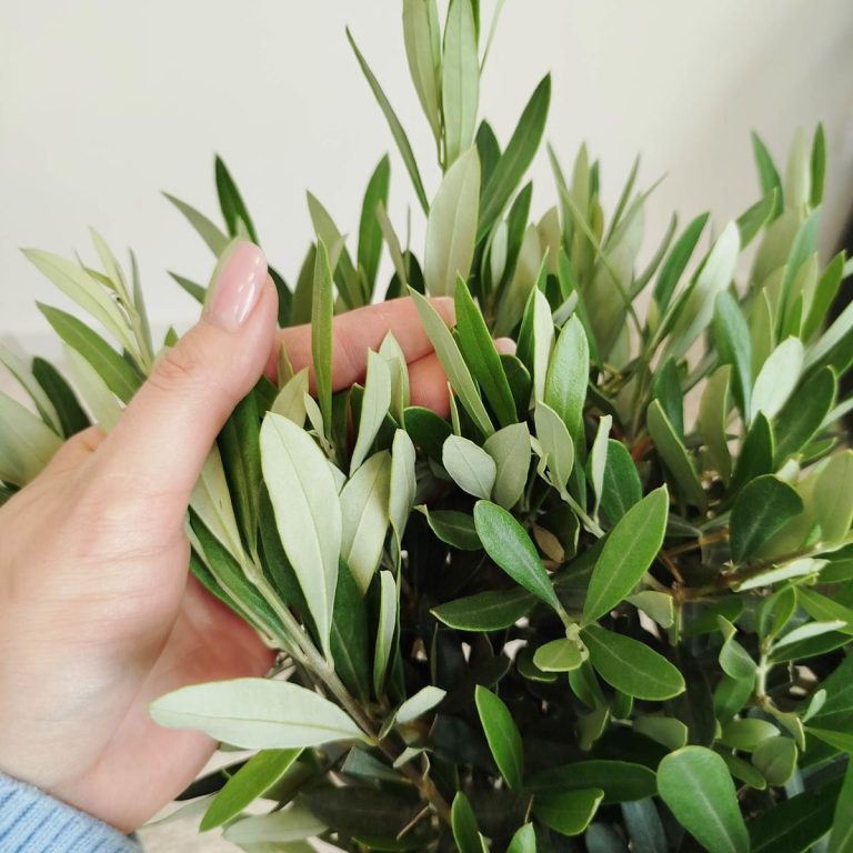 Oliwka europejska (Olea europaea) 85cm