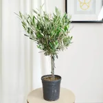 Oliwka europejska (Olea europaea) 65cm