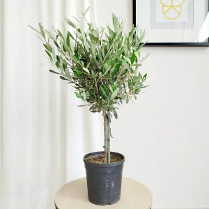 Oliwka europejska (Olea europaea) 65cm