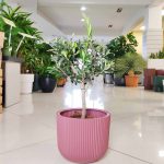 Oliwka europejska (Olea europaea) 65cm