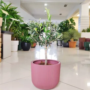 Oliwka europejska (Olea europaea) 65cm