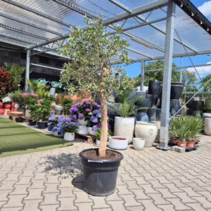 Oliwka europejska (Olea europaea) 170-200cm