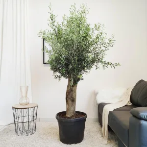 Oliwka europejska (Olea europaea) 200cm