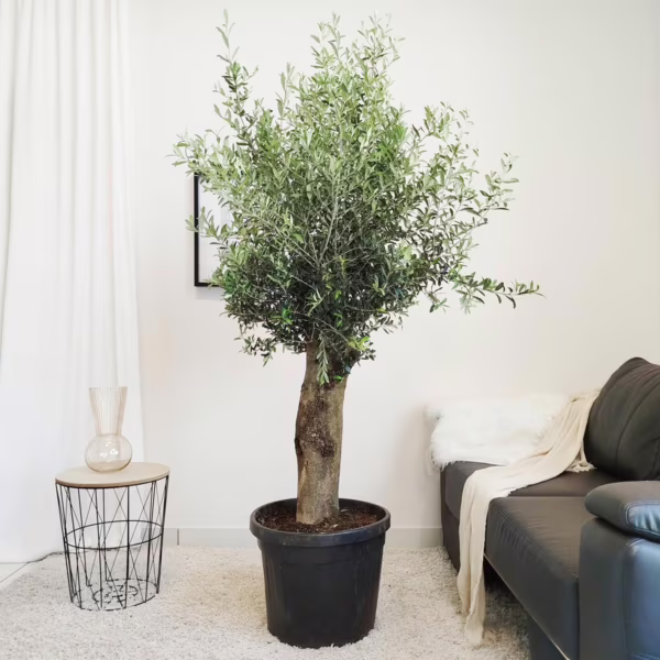 Oliwka europejska (Olea europaea) 170-200cm