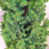 Świerk biały (Picea abies ‘Conica’) 130cm