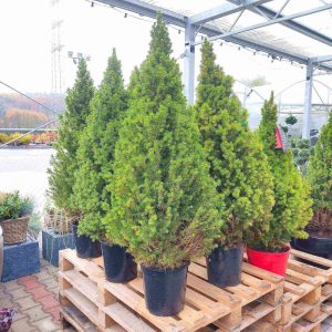 Świerk biały (Picea abies 'Conica') 130cm