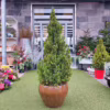 Świerk biały (Picea abies ‘Conica’) 130cm